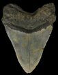 Megalodon Tooth - North Carolina #67277-2